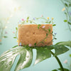 Bloomora Coffee Scrub Body Whitening Soap